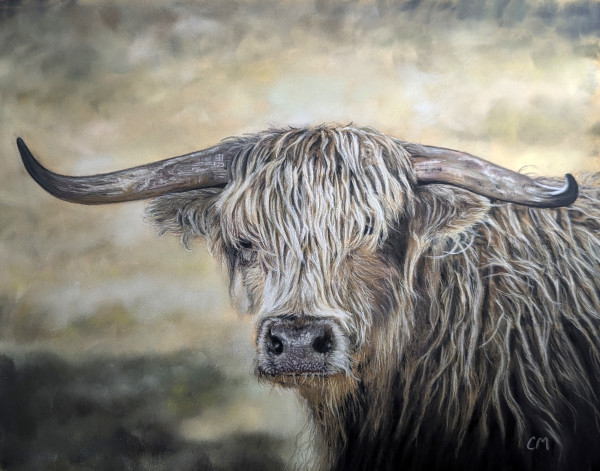 Highland Cow by Carol Motsinger