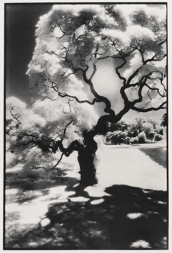 Japanese Split Leaf Maple at Lyndhurst by Renata Rainer