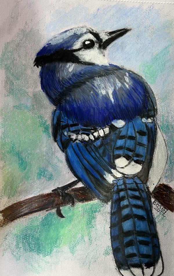 Blue Jay in Colored Pencil