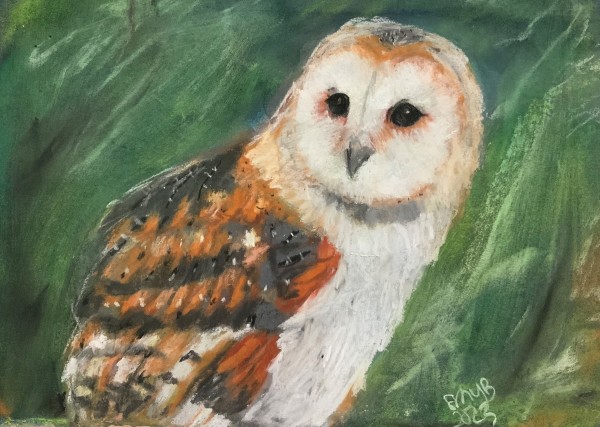 Barn Owl in Pastel by Eileen Backman