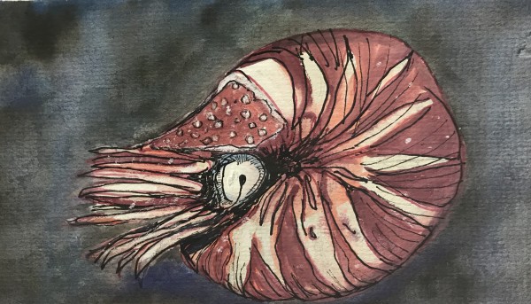 Nautilus by Eileen Backman