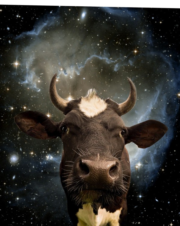 Galaxy Cow 2 by Eileen Backman