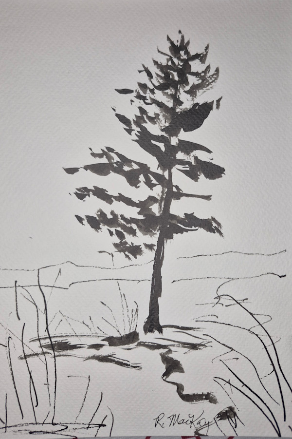 Pine sketch by Rhondda MacKay, Image 1.