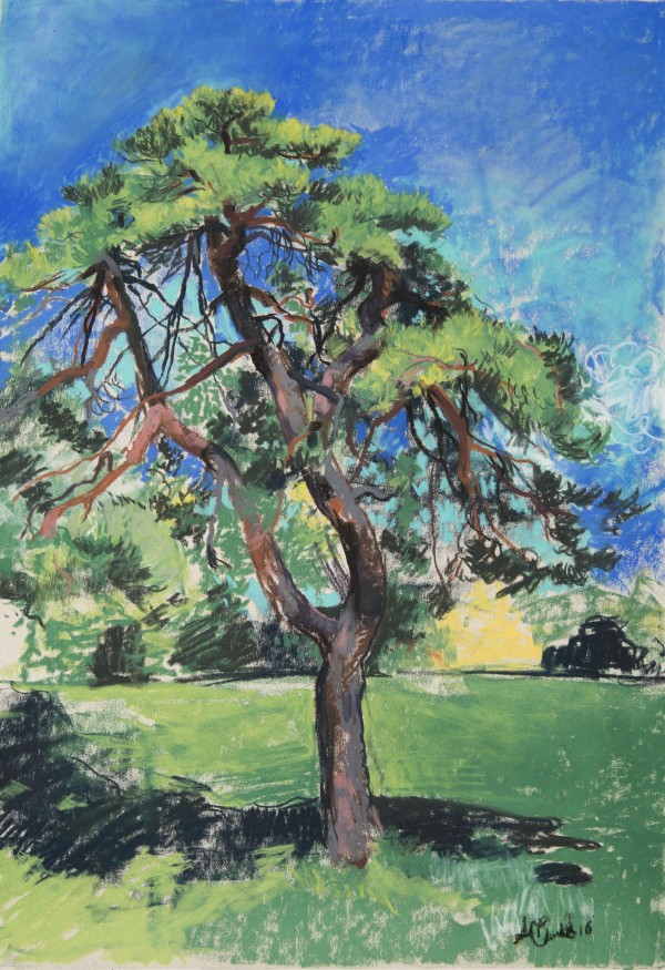 Austrian Pine by Sean Oswald