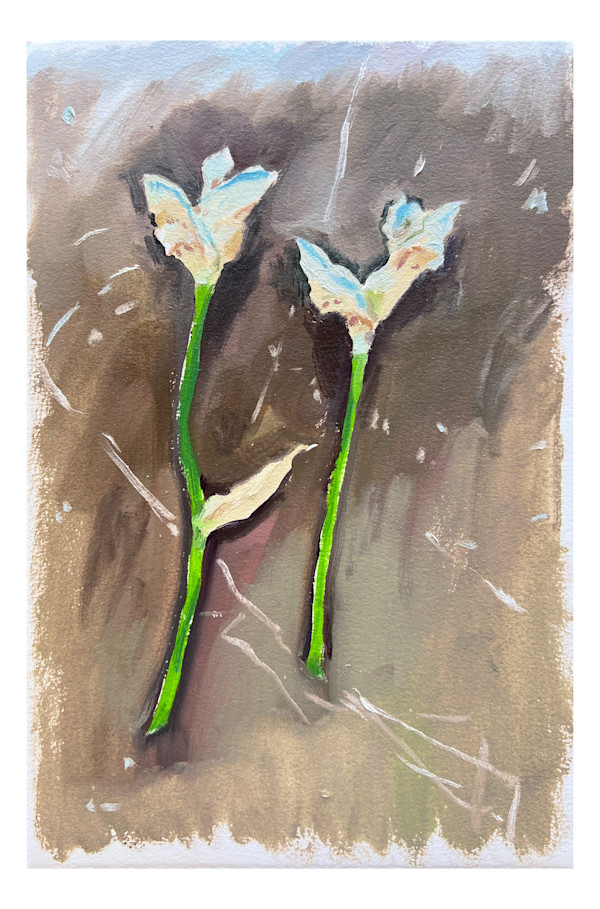 Studio Irises