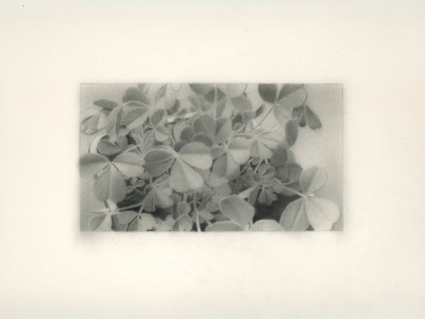 Clovers