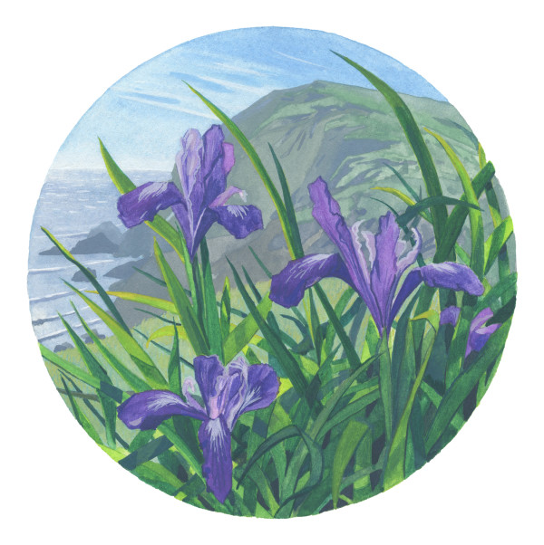 Chimney Rock Iris by MaryEllen Hackett