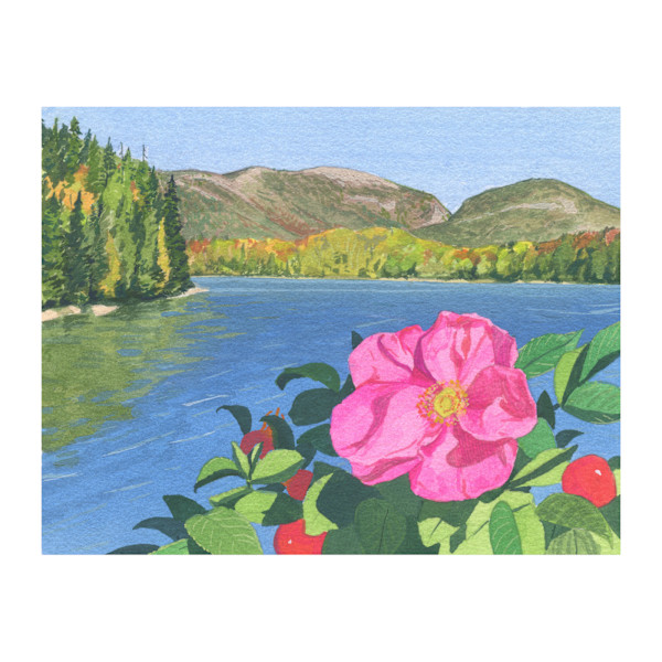 I was told it is a native flower (Virginia Rose in Acadia) by MaryEllen Hackett, Image 1.