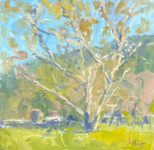 Sycamore by Lynn Mehta