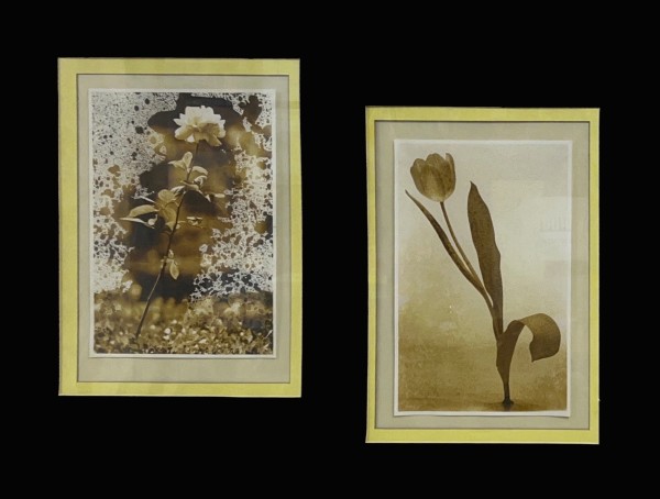 Untitled - Flower Diptych by Karina G.