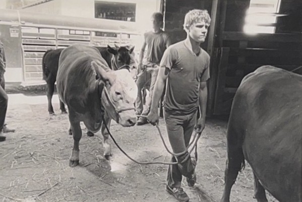 Untitled - Young Man Leading a Cow