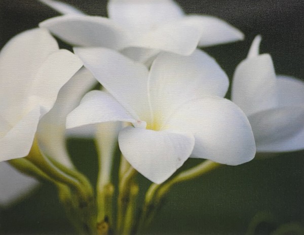 Untitled - White Flower