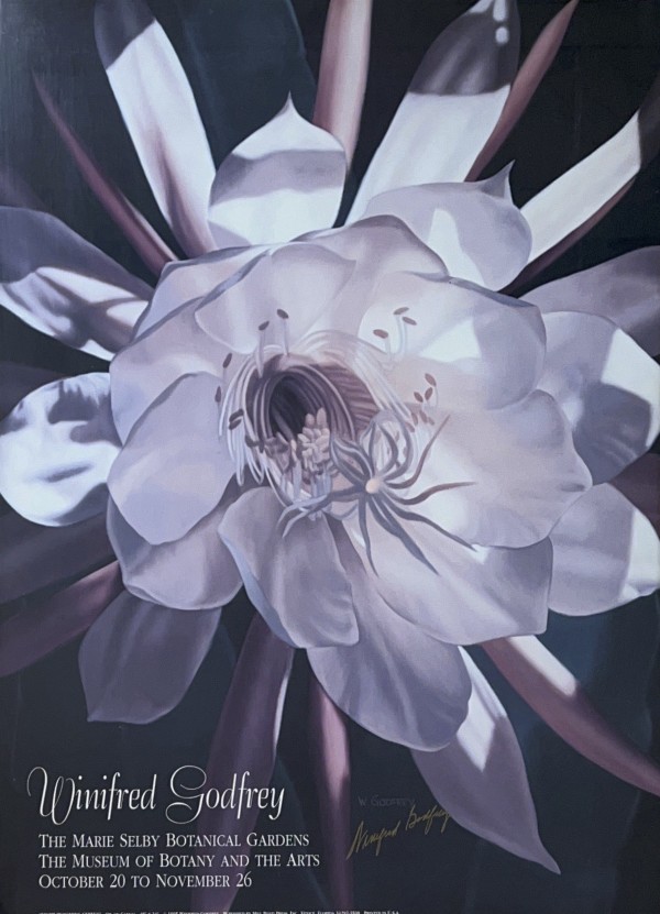 Night Blooming Cereus by Winifred Godfrey