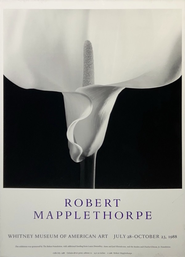 Calla Lily by Robert Mapplethorpe