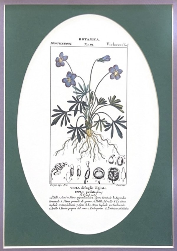 Untitled - Botanica Viola