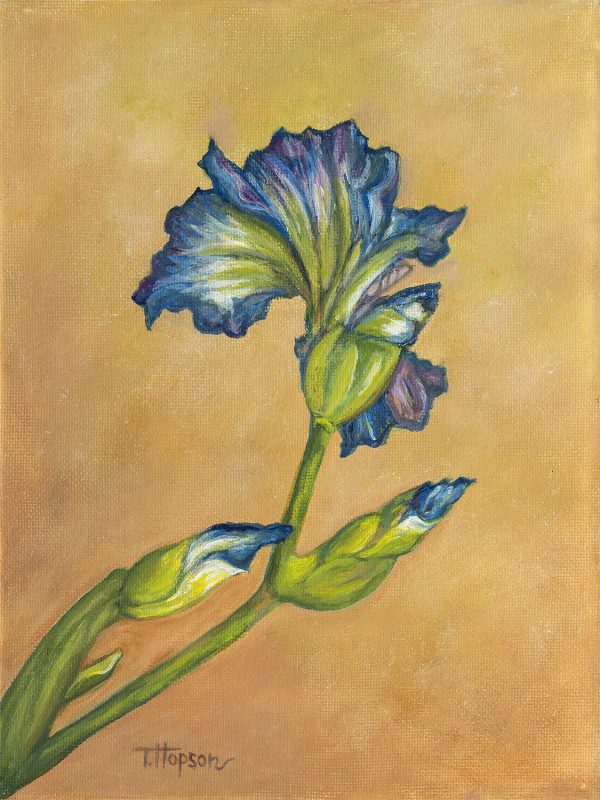 Blue Iris by Tonya Hopson