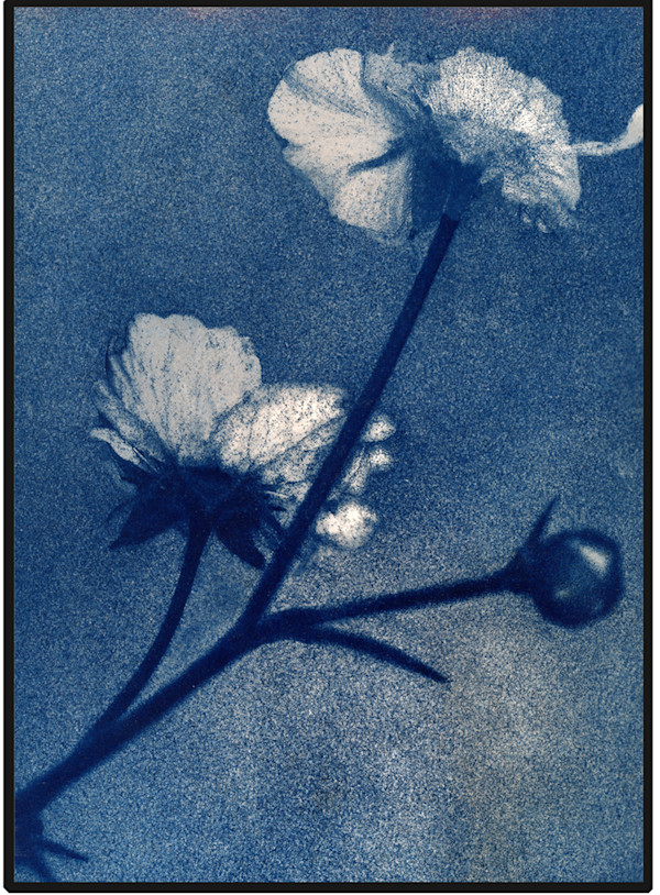 Blue Orange Flower by Susan Chainey
