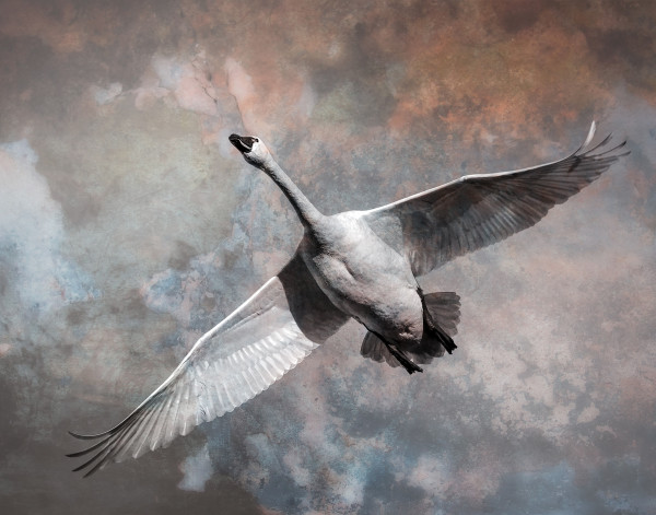 Celestial Swan by Alan Clark