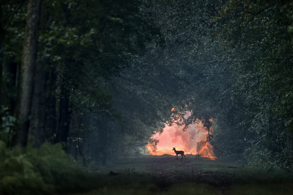 Deer at Dawn by Alan Clark