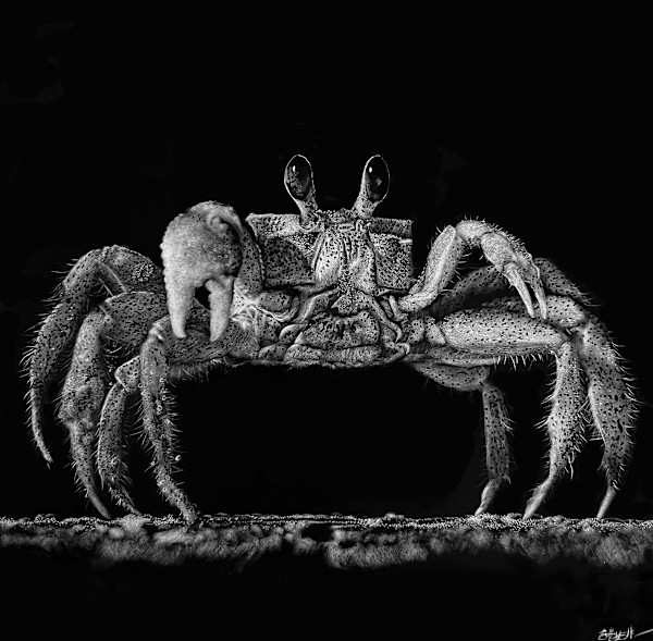 Crabtivating by Brittany Johnson