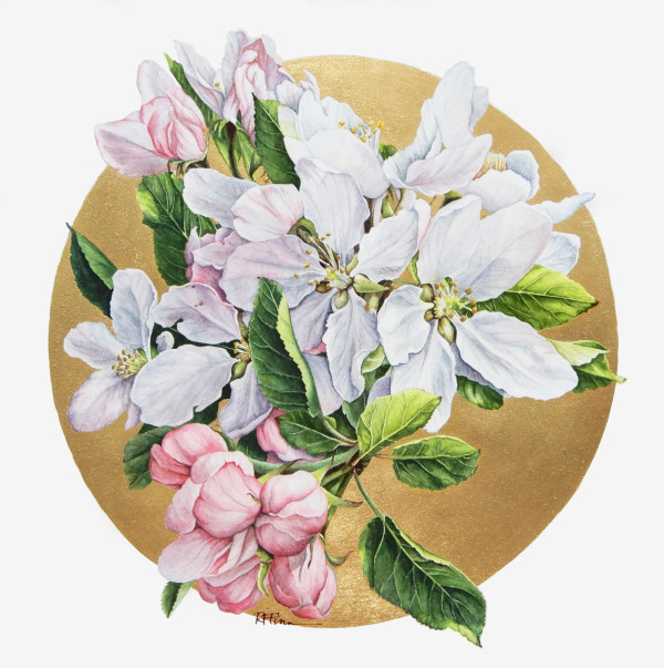Apple Blossoms by Rowena Finn