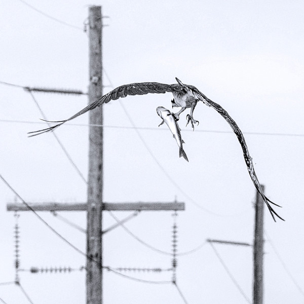 Urban Osprey by Bette Kauffman