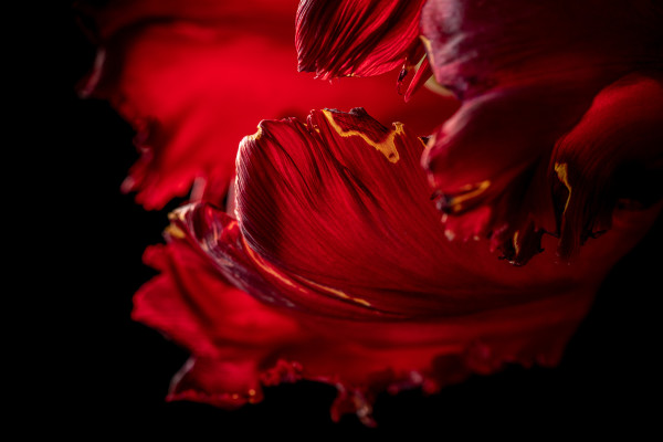 Parrot Tulip by Michal Martinez
