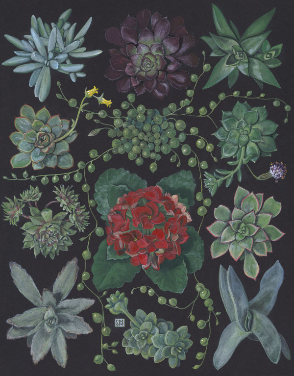 Succulents with Red Blossom Kalanchoe by Shiere Melin