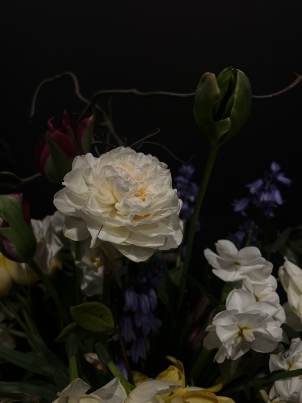 Narcissus by Allison Lavigne
