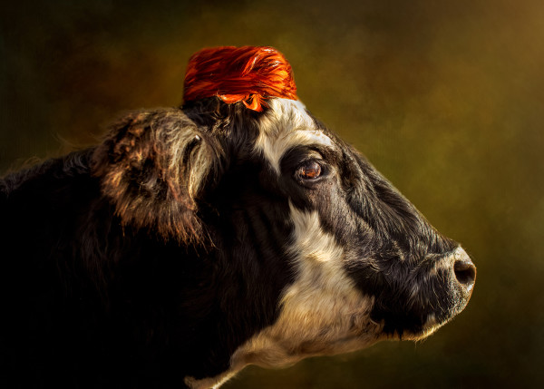 Cows in Hats Series - Velma by Audrey Powles