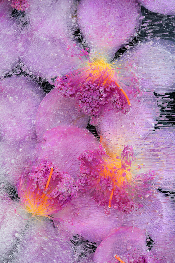 Frozen Achiote Flowers by Phillip Rosenberg