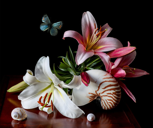 Nautilus and Lilies by Yana Slutskaya