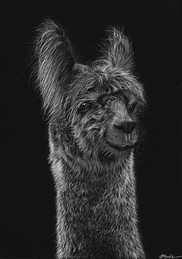 Alpaca by Brittany Johnson
