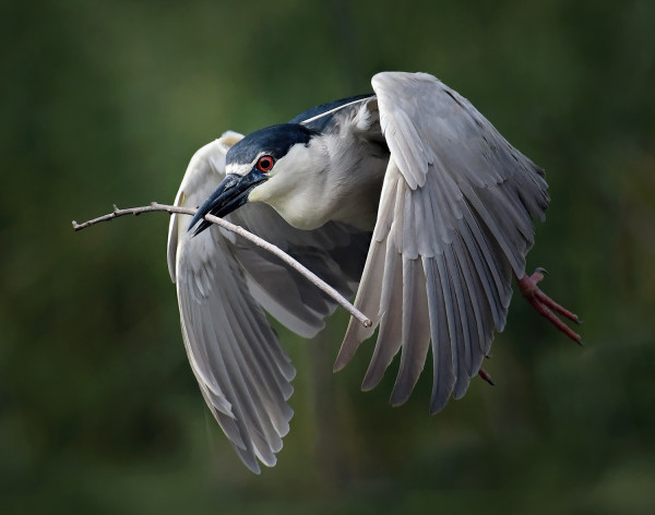 Black-crowned Night Heron by Alan Clark