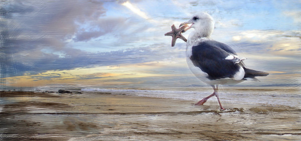 Gull and Starfish by Lorraine DarConte