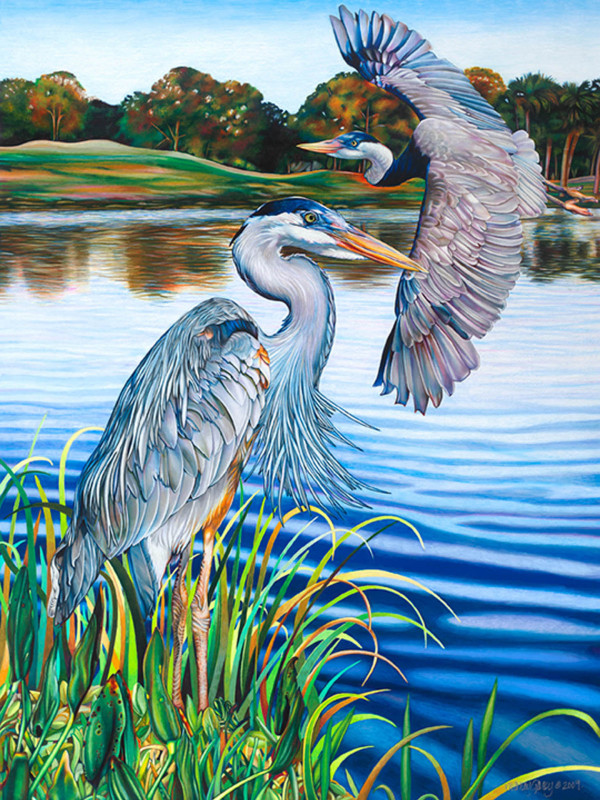 Great Blue Herons by Nancy Jacey