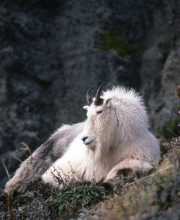 Mountain Goat by Steven Kratka