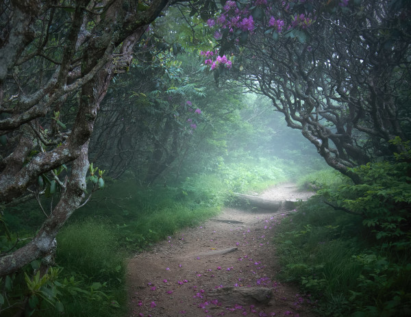 Craggy Pinnacle Trail by Alan Clark