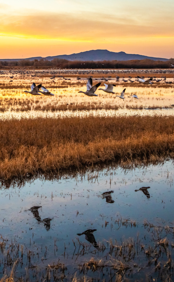 Cranes and Shadows by Evan Knapp