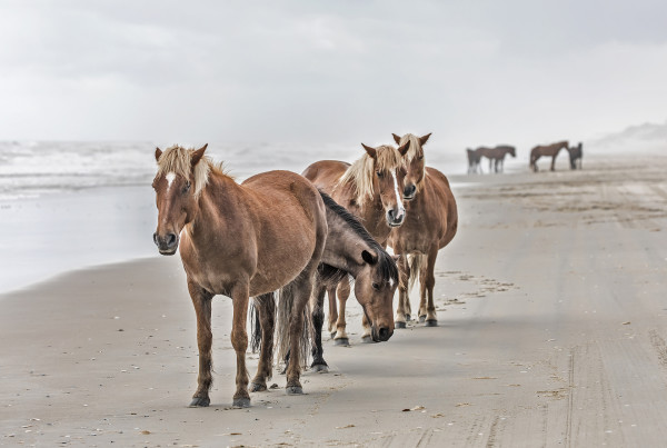 Wild Horses of Corolla OBX by Sandra Snider
