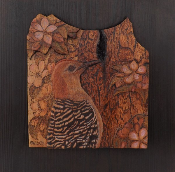 Red Bellied Woodpecker by Stefani Woodams
