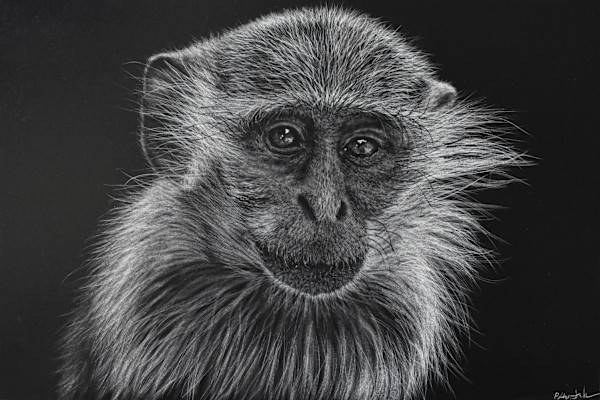 Vervet by Brittany Johnson