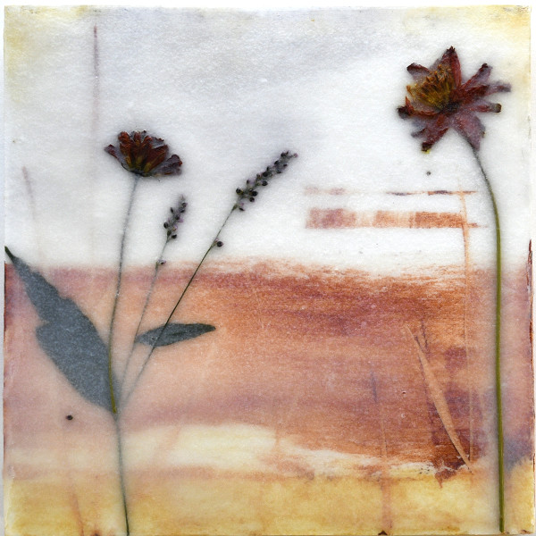 Cosmos Sulphureus by Emma Larkin