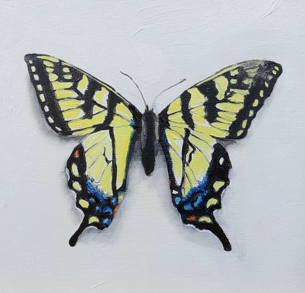 Small Yellow Swallowtail by Catherine Mills