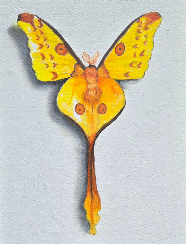 Small Comet Moth by Catherine Mills