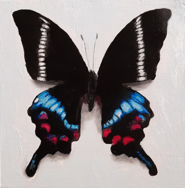 Small Gloss Swallowtail by Catherine Mills