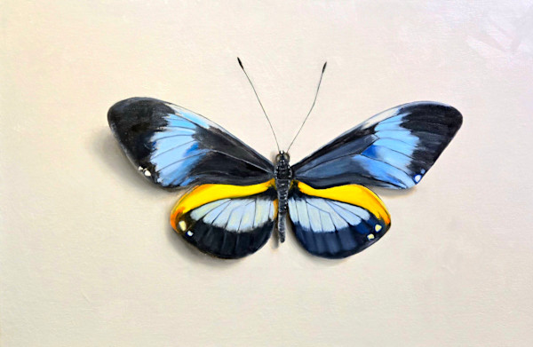 Blue Longwing by Catherine Mills