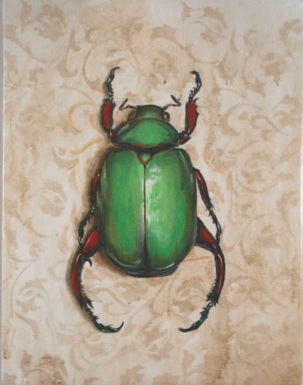 Chrysina Adolphi by Catherine Mills