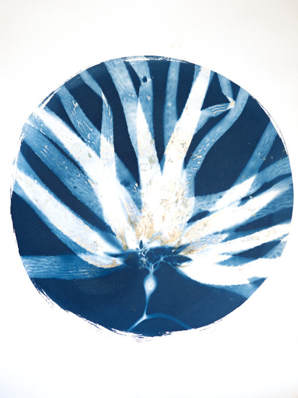 Giant Kelp Study 38, Hybrid by Oriana Poindexter