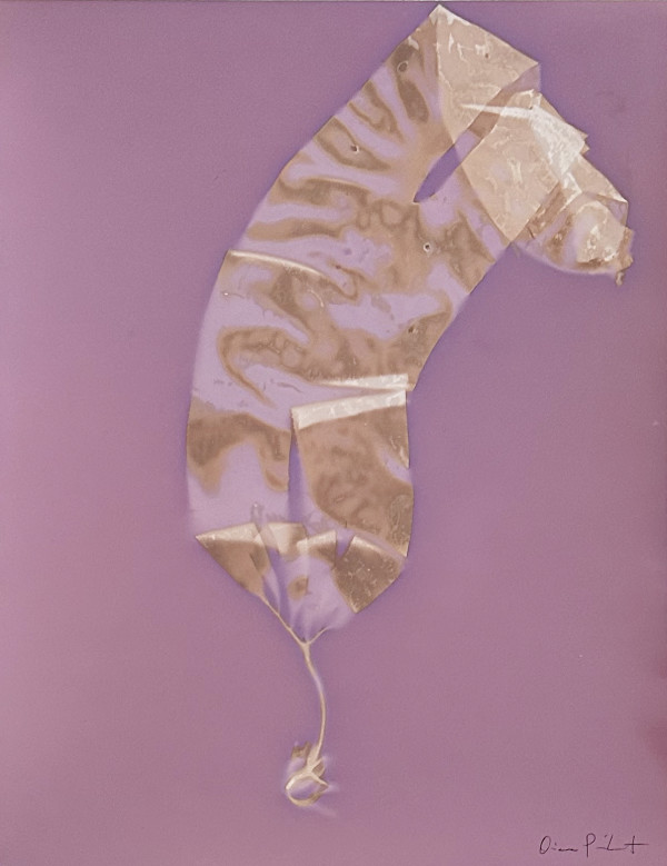 Giant Kelp Study 87 by Oriana Poindexter